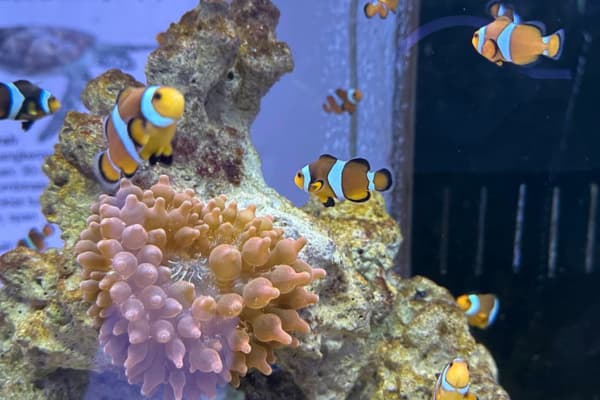 Port Dickson Ornamental Fish Centre